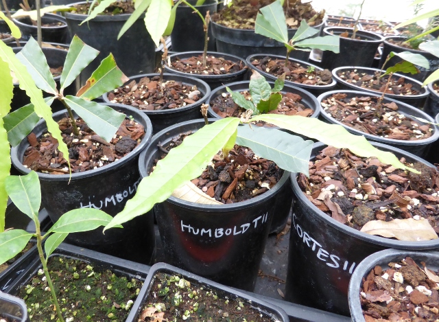 Vegetative Propagation of Oaks in Iturraran | International Oak Society