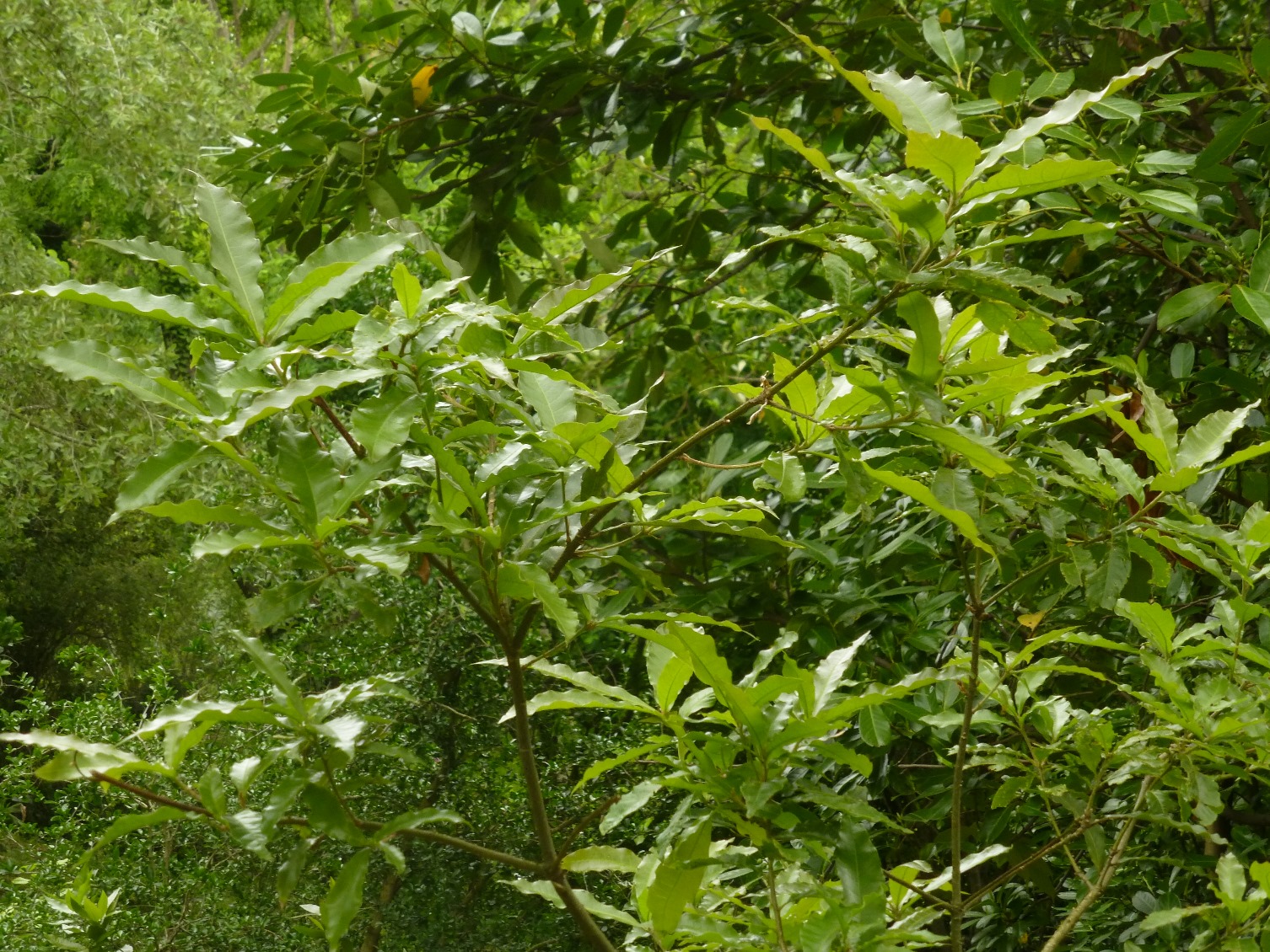 The Iturraran Botanical Garden | International Oak Society