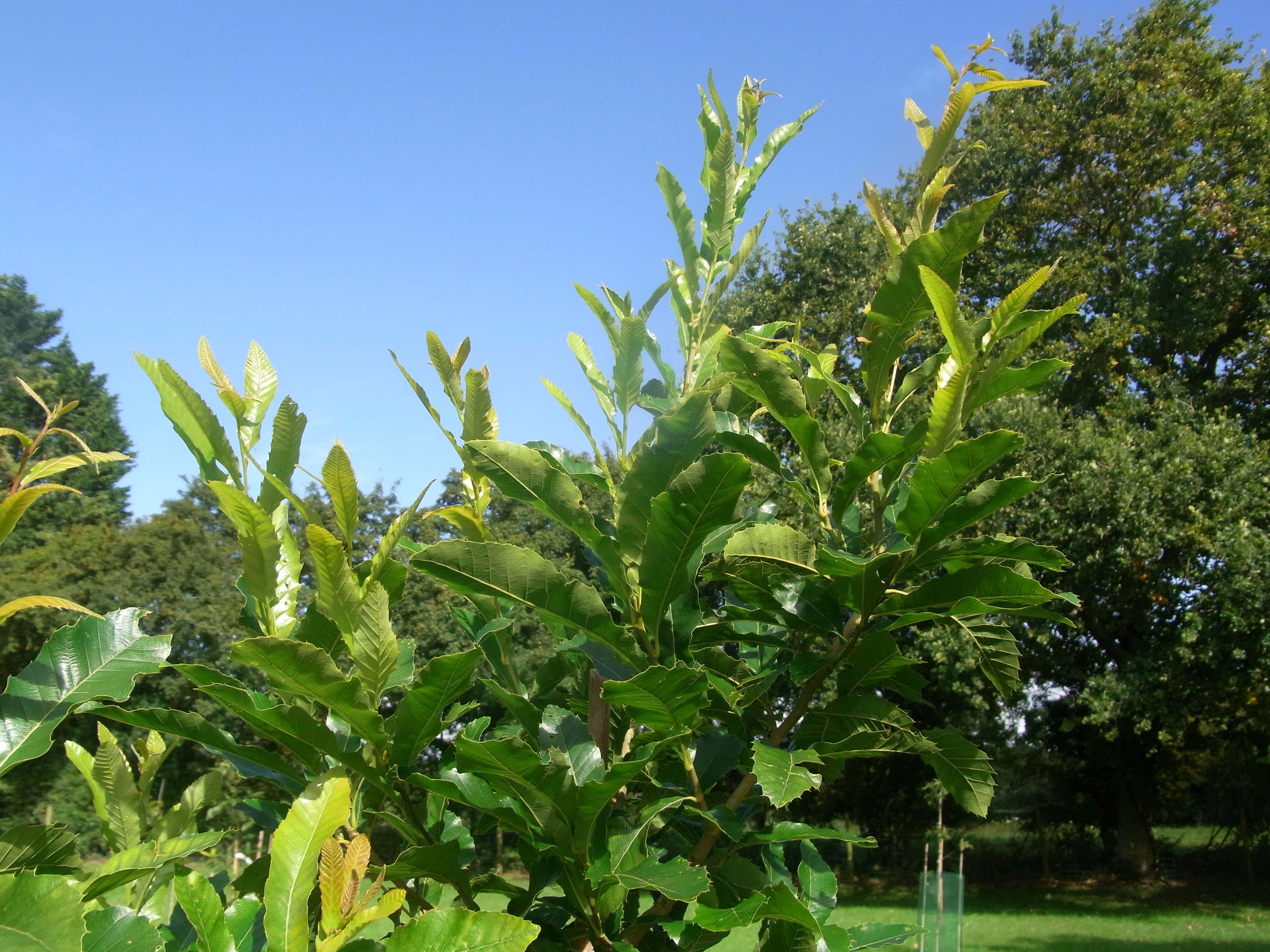 A New Quercetum! | International Oak Society