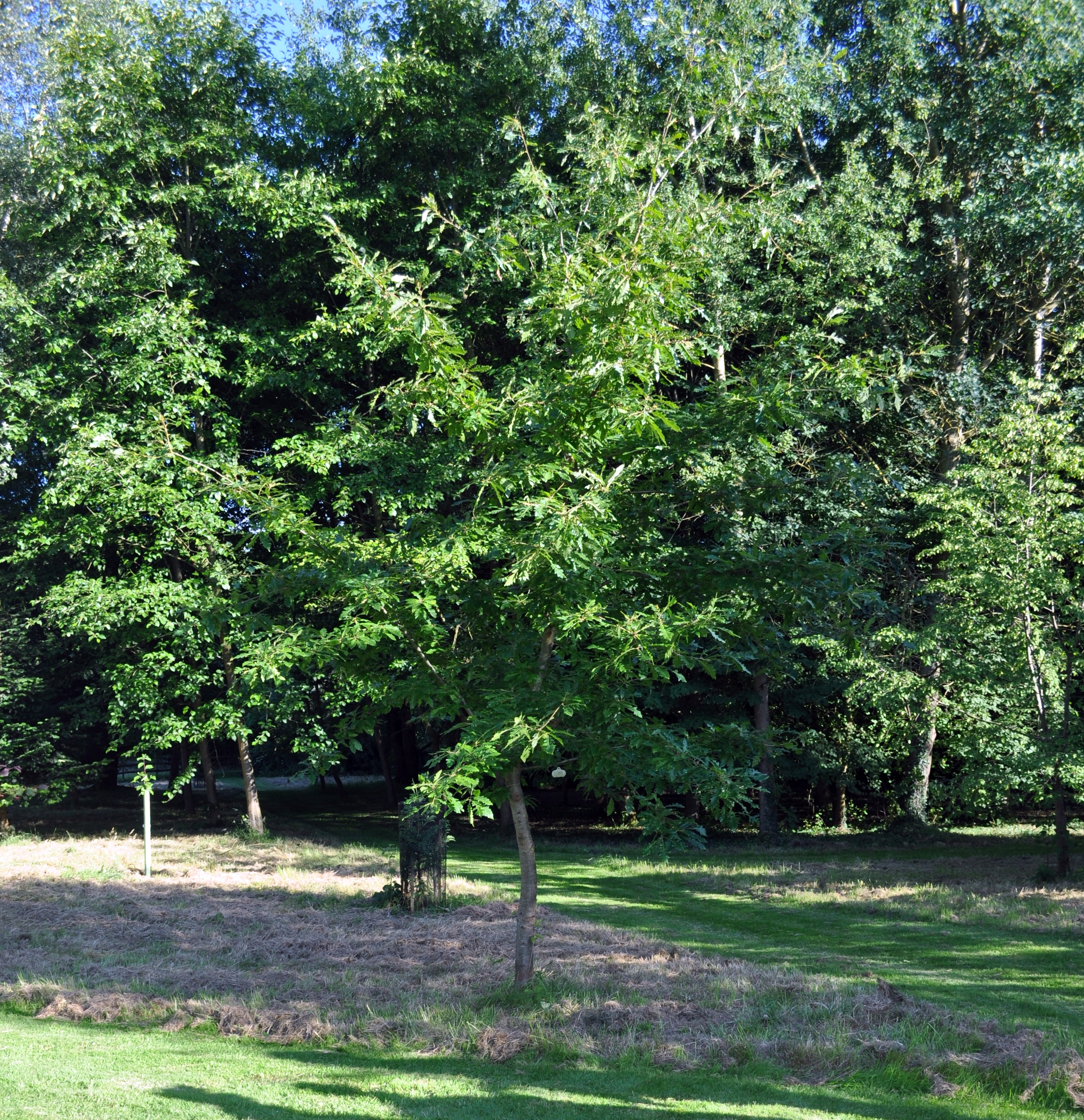 A Natural Hybrid? | International Oak Society