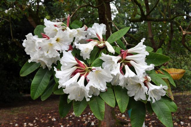 Oak Open Days in England: Congrove and Westonbirt | International Oak ...
