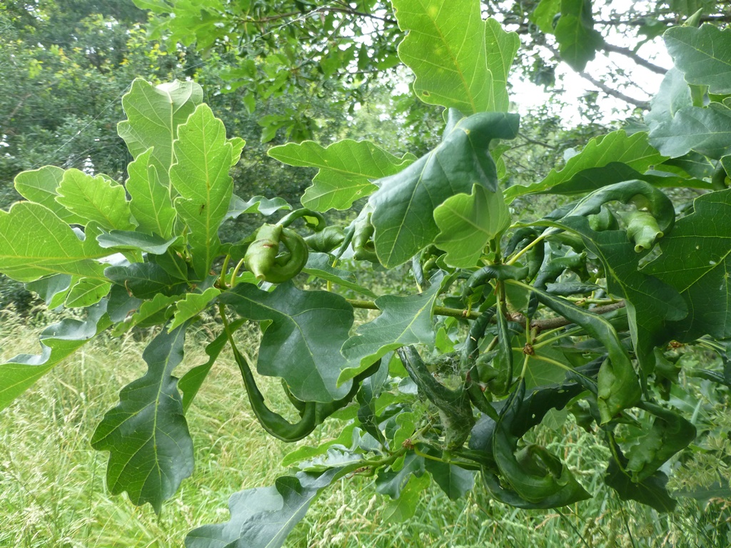 Oaks and Herbicide | International Oak Society