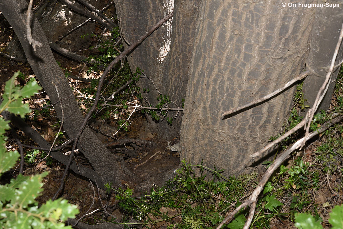 Species Spotlight: Quercus look Kotschy | International Oak Society