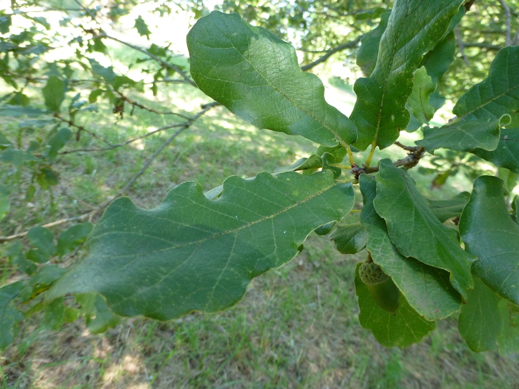 Species Spotlight: Quercus rugosa Née | International Oak Society