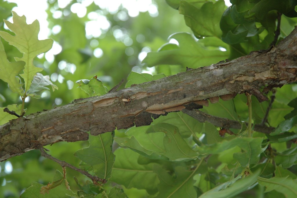Quercus Lyrata Walter Overcup Oak