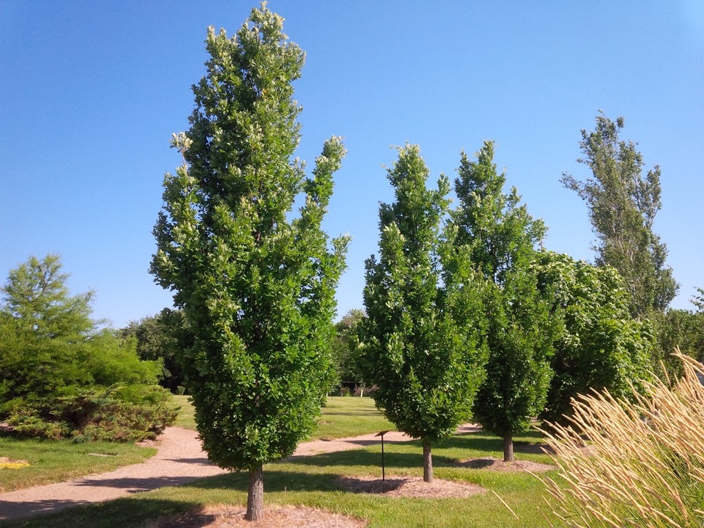 Oaks in Two Parks of the Northern Great Plains International Oak Society