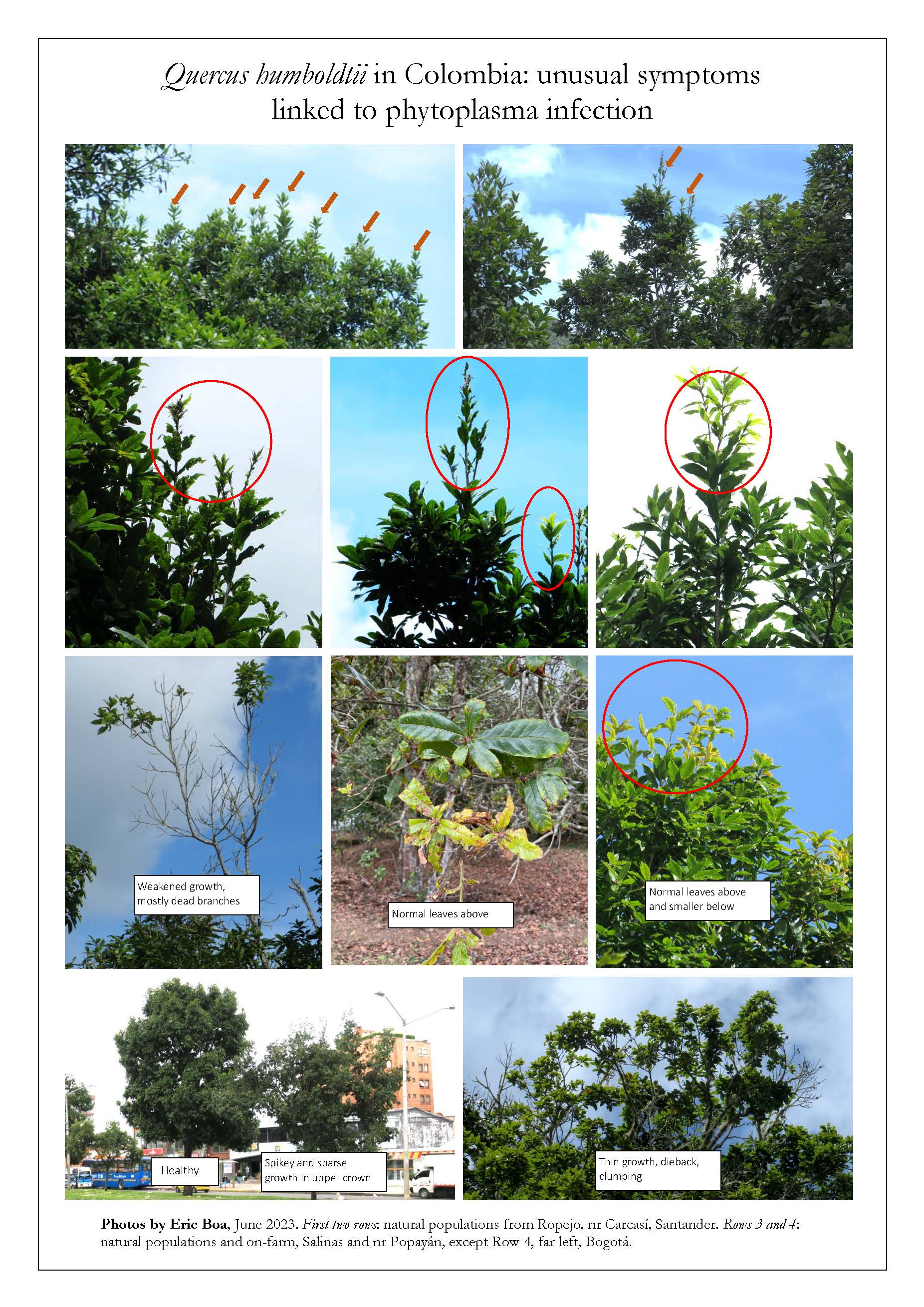 Not Another Oak Calamity… | International Oak Society