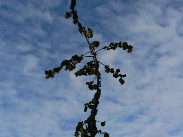 BCH's blog | International Oak Society